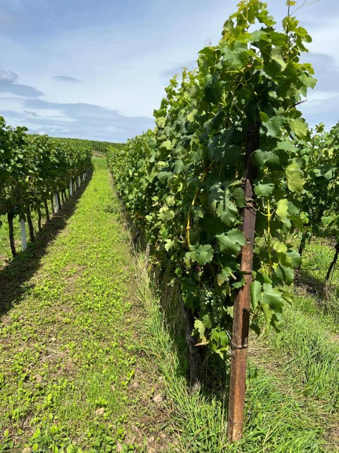 Ferienwohnung Landleben Fuer 2-3 Personen Edesheim Eksteriør bilde